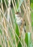 [reedwarbler2]