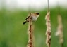 [reedwarbler3]