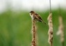 [reedwarbler4]