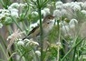 [reedwarbler6]