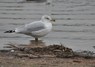 [ringbilledgull4]
