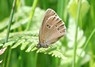 [ringlet1]