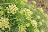 [rsamphire2]