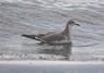 [sabinesgull1]
