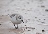 [sanderling3]