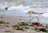 [sanderling8]