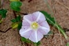 [sbindweed1]