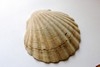[scallop2]