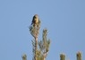 [scottishcrossbill1]