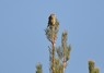 [scottishcrossbill2]