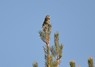 [scottishcrossbill3]