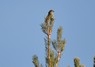 [scottishcrossbill4]