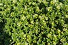 [seasandwort1]