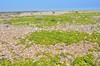 [seasandwort3]