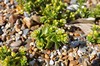 [seasandwort4]