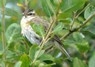 [sedgewarbler8]