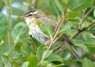 [sedgewarbler9]