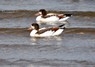 [shelduck2]