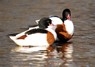 [shelduck3]