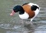 [shelduck4]