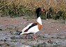 [shelduck5]