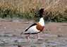 [shelduck6]