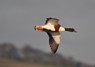 [shelduck8]