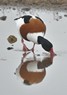 [shelduck9]