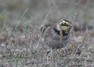 [shorelark1]