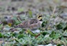 [shorelark2]