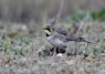 [shorelark3]