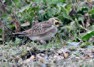 [shorelark4]