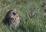 [shortearedowl11]