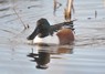 [shoveler10]