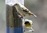 [siskin2]