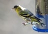 [siskin3]