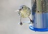 [siskin4]