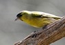 [siskin5]