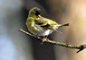 [siskin6]