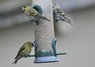 [siskin7]