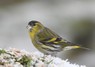 [siskin8]