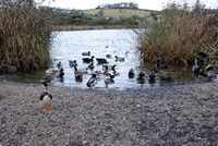 [Ducks at Slapton Ley]
