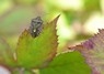 [sloebug2]