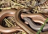 [slowworm2]