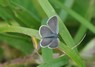 [smallblue2]