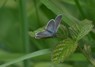 [smallblue3]