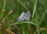 [smallblue5]
