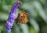 [smallpearlborderedfritillary1]