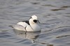 [smew07]