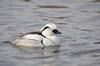 [smew08]